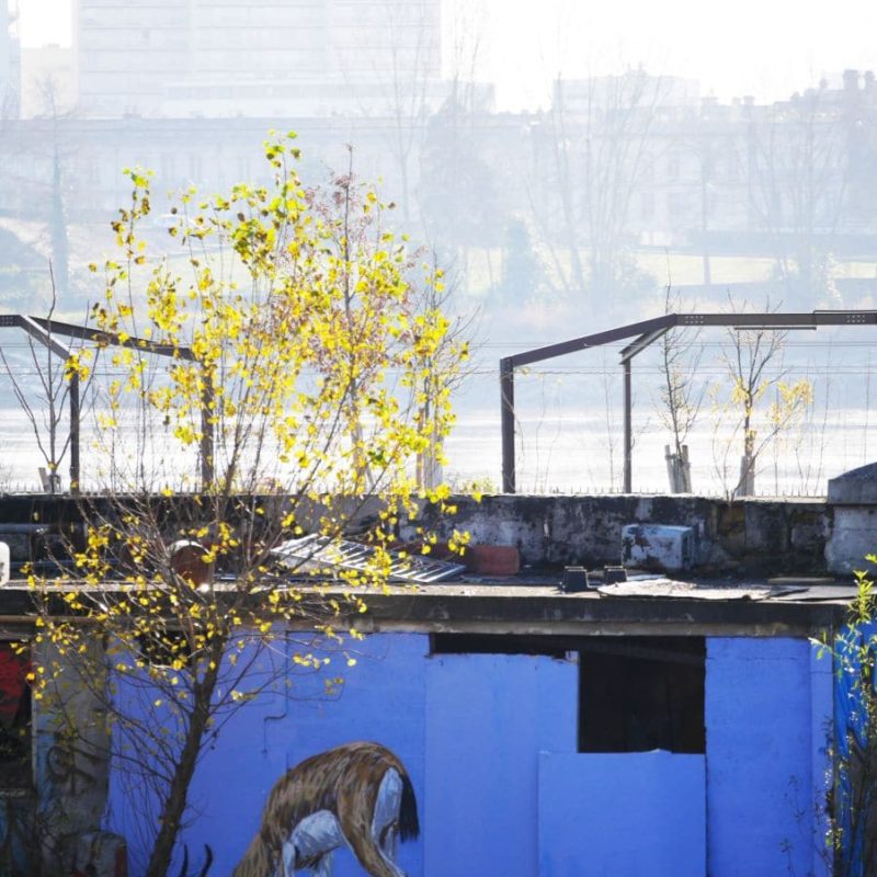 Gazelle Peinte Par A-mo Streetart Dans Un Camp De Réfugié à Bordeaux