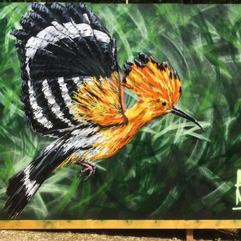 Oiseau Huppe Fasciée Peinte Par A-mo Streetart Sur Un Mur
