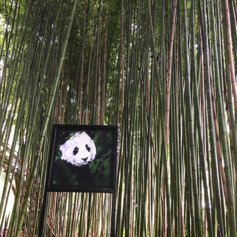 Panda Peint Par A-mo Streetart Exposé Au Milieu Des Bambous