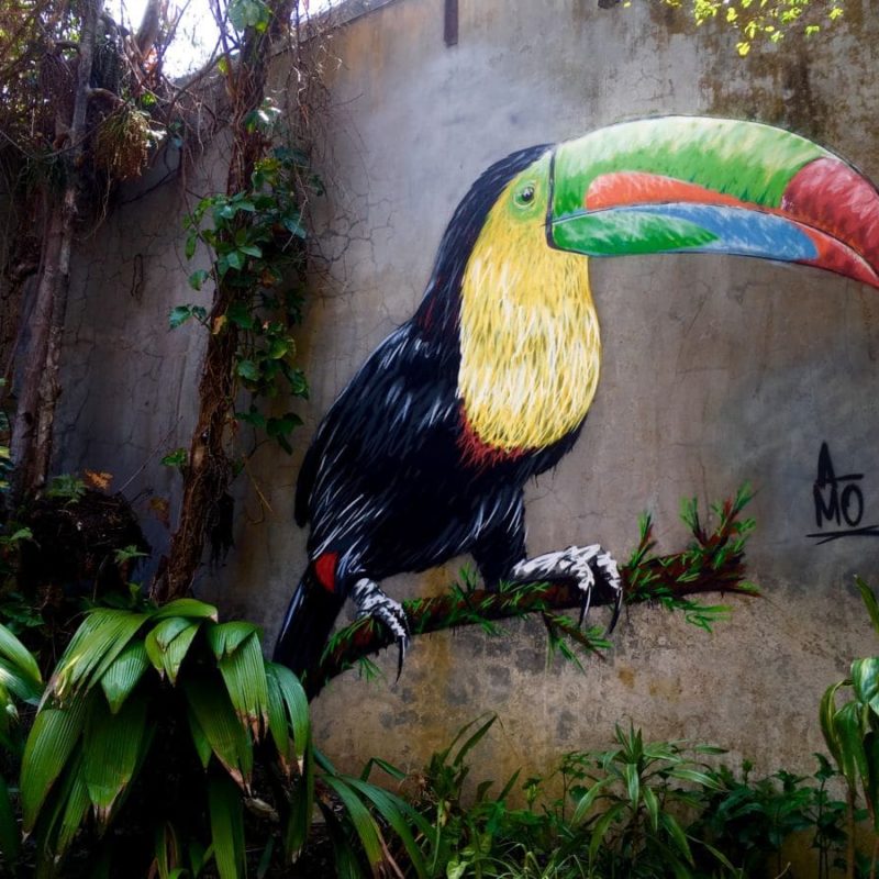 Toucan Peint Sur Un Mur Par L'artiste A-MO Street Art.