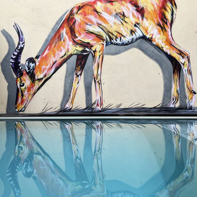 Antilope Peinte Sur Le Mur D'un Particulier, L'animal Se Reflète Dans Une Piscine.
