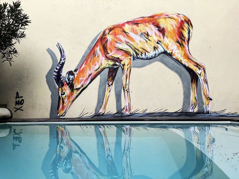 Antilope peinte sur le mur d'un particulier, l'animal se reflète dans une piscine.