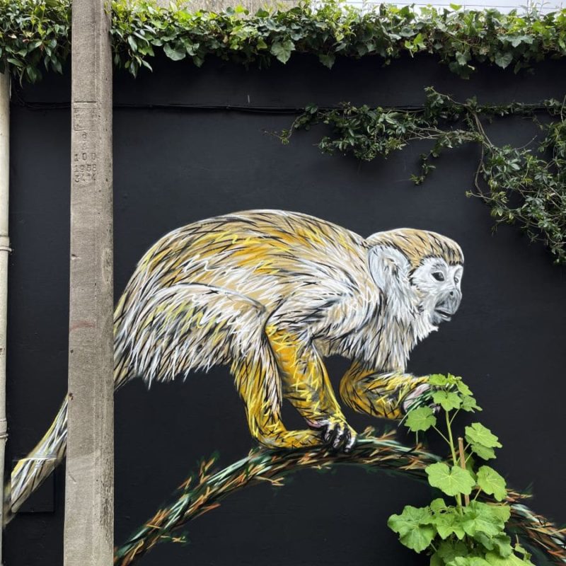 Singe Et Toucan Peints Sur Un Mur Par L'artiste A-MO Street Art.